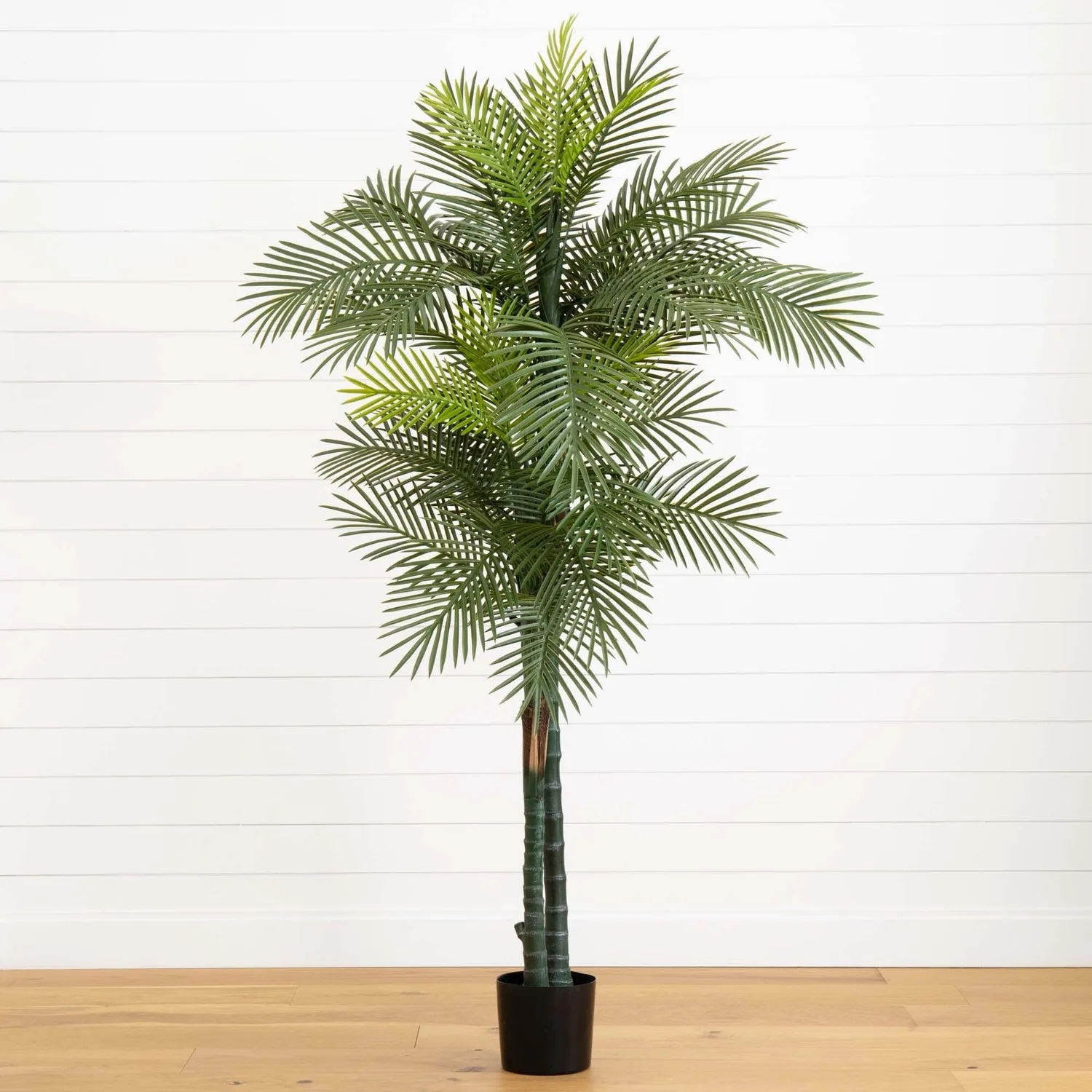 Full view of double bamboo palm silk tree